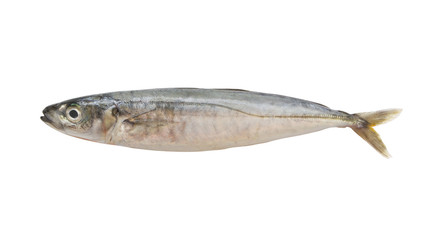 Round scad fish isolated on white background, Decapterus maruadsi 