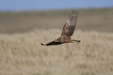 Western marsh harrier (Circus aeruginosus)