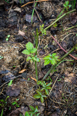 Branch of blackberry bush in the garden. Selective focus.