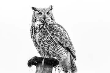 Snow Owl on Post