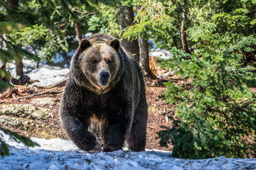 Grizzly in the snow