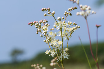 Bright summer flower close up