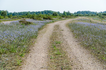 Fototapeta na wymiar Dirt road surrounded of blue flowers