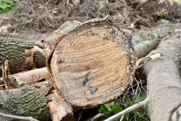 Freshly cut timber in forest