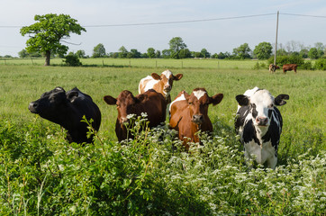 Curious cattle in lush greenery