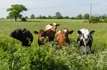Deurstickers Koe Curious cattle in lush greenery