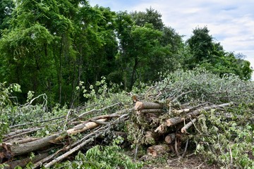 Freshly cut timber in forest