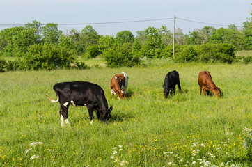 Grazing cattle in a colorful  pastureland