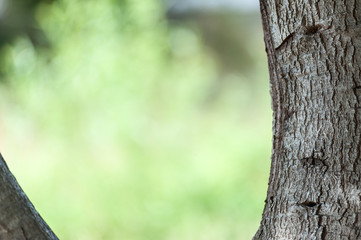 knotted tree 2