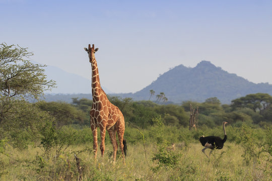 Giraffe and Ostrich - tallest mammal and tallest bird