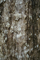 Fototapeta premium Texture of dried cracked old tree bark of mature tree background in shades of white, brown, grey and black color