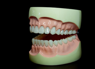 Close up. Model teeth on a black background. Learn Dental.