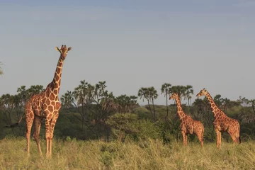 Crédence de cuisine en verre imprimé Girafe Girafes dans la savane africaine