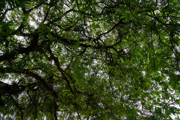 Staying under branches of bright green spring tamarind  leaves with clear sky background