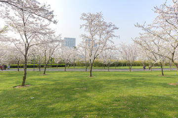 Cherry blossoms in the park