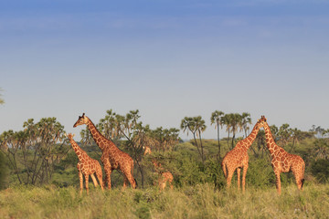 Giraffes in African savannah 