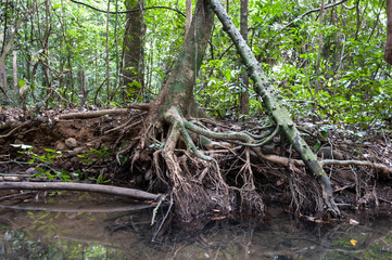 Tree roots and green forest,Landscape rain forest National Park in Thailand