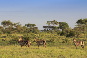 Fototapeta premium Zebra in African savannah