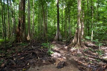 Tree roots and green forest,Landscape rain forest National Park in Thailand