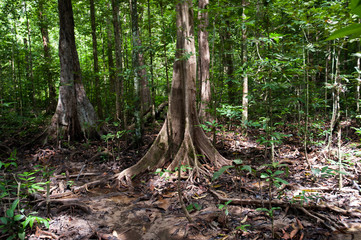 Tree roots and green forest,Landscape rain forest National Park in Thailand