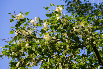 Poplar fluff on the branch closeup. Poplar fluff causes allergy