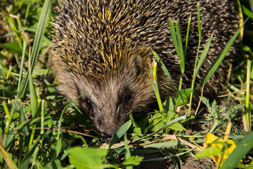 Young prickly hedgehog in green grass