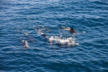 Long-finned Pilot Whales