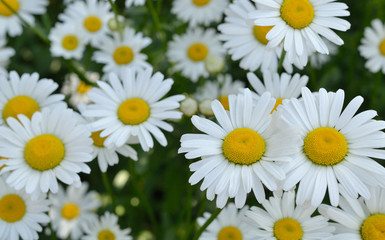 Obraz premium Camomiles on a dark green background. Group of chamomiles. Two chamomiles on the right are in focus, the other flowers are blurred.