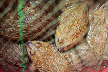 frog in net, toad in house