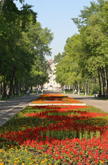 Plakat Alley in the city park. Direct linear perspective. The city building is in the background. Flowerbeds are located in the center of the alley. Trees stand along the alley.