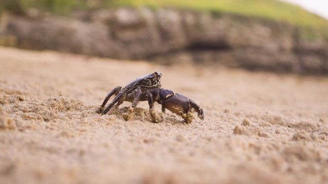 Crabe sur plage.Gros plan.