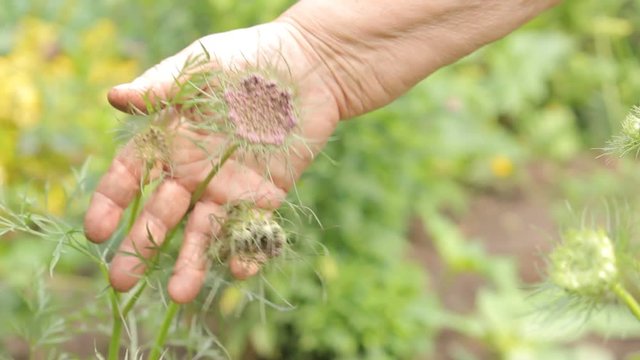 Karotten M&ouml;hren Bl&uuml;te Bl&uuml;ten Hand Wei&szlig; Lila Saat Saatgut Sammeln Ernte 