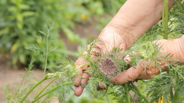 Karotten M&ouml;hren Bl&uuml;te Bl&uuml;ten Hand Wei&szlig; Lila Saat Saatgut Sammeln Ernte 