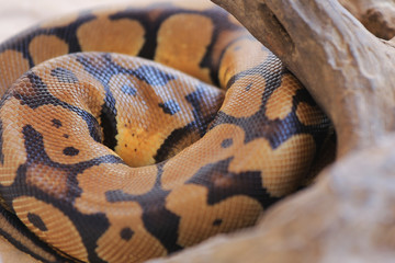 Textures, colors And the skin pattern of the boa.