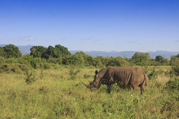 Naklejka premium White Rhino w afrykańskiej sawannie. Park Narodowy Meru, Kenia