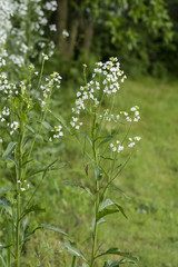 Flower of horseradish in nature.