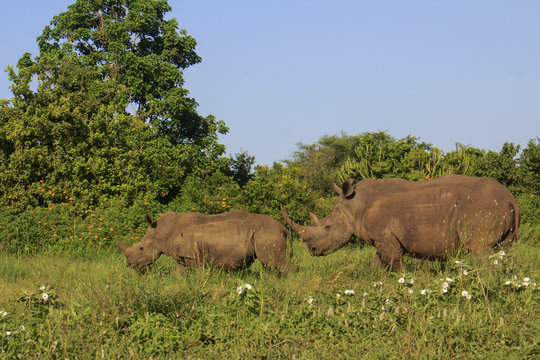 White Rhinos, mother and calf rhinoceros