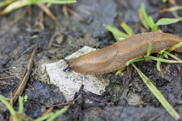 Arion crawling on the ground.