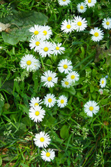 Fototapeta premium White bellis perennis or daisy flowersin green grass vertical