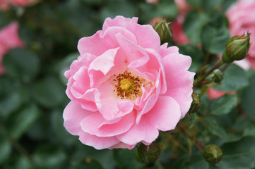 Pink sommerwind floribunda rose with green 