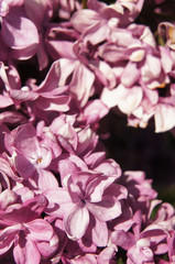 Purple lilac flowers close up vertical 