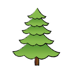 cartoon pine tree natural plant conifer image