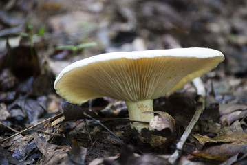 mushroom