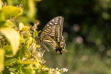 swallow tailed butterfly closeup on nature