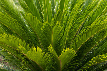 cycas young leaves closeup 