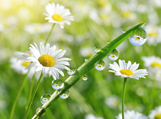 Dew drops on fresh green grass with daisies closeup. Spring season. - obrazy, fototapety, plakaty