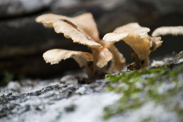 Mushroom