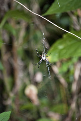 Writing Spider
