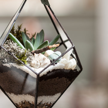 succulent floral arrangement Buddha's Garden main image 0