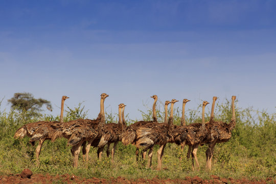 Ostriches. Flock Of Ostrich Birds